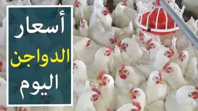 بورصة الدواجن اليوم الفراخ البيضاء