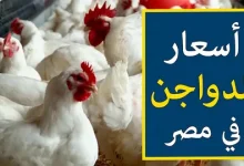 اسعار الدواجن البيضاء اليوم