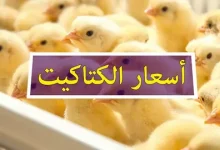 اسعار الكتاكيت البيضاء اليوم