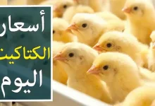 اسعار الكتاكيت البيضاء اليوم