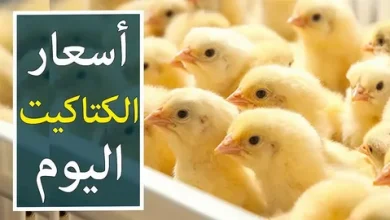 اسعار الكتاكيت البيضاء اليوم