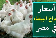 بورصة الدواجن اليوم الفراخ البيضاء