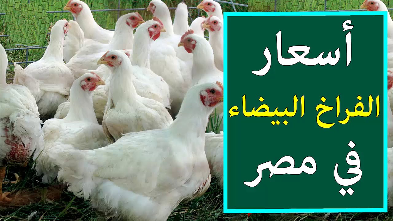 بورصة الدواجن اليوم الفراخ البيضاء