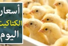 سعر الكتكوت الابيض اليوم