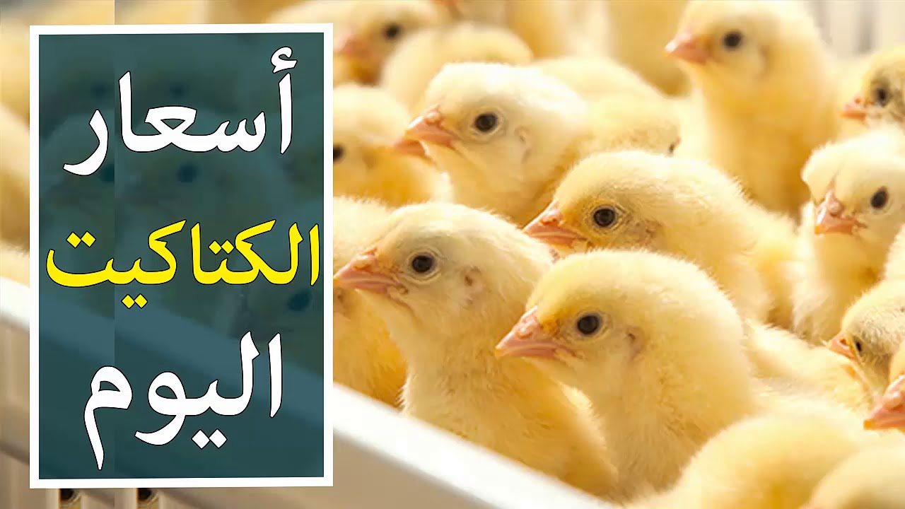 سعر الكتكوت الأبيض اليوم